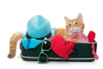 accueil de mon chat pendant mes vacances