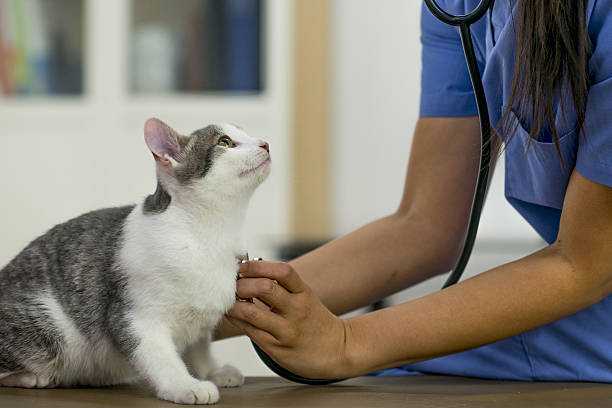 a veterinarian is checking on a a kitten at her office.