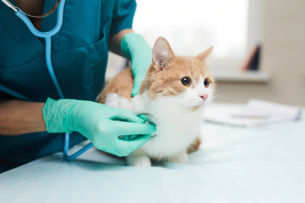 tout pour ma santé chez chat'alors