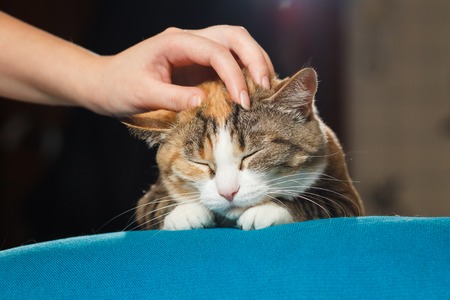chat mignon caresses