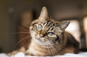 pension-chats-amour-feline-du-seignanx