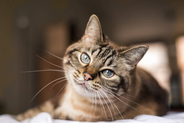 Chat qui regarde tendrement vers le visiteur