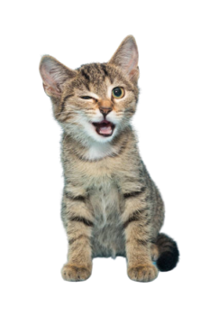 chaton content