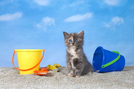 litière de chaton