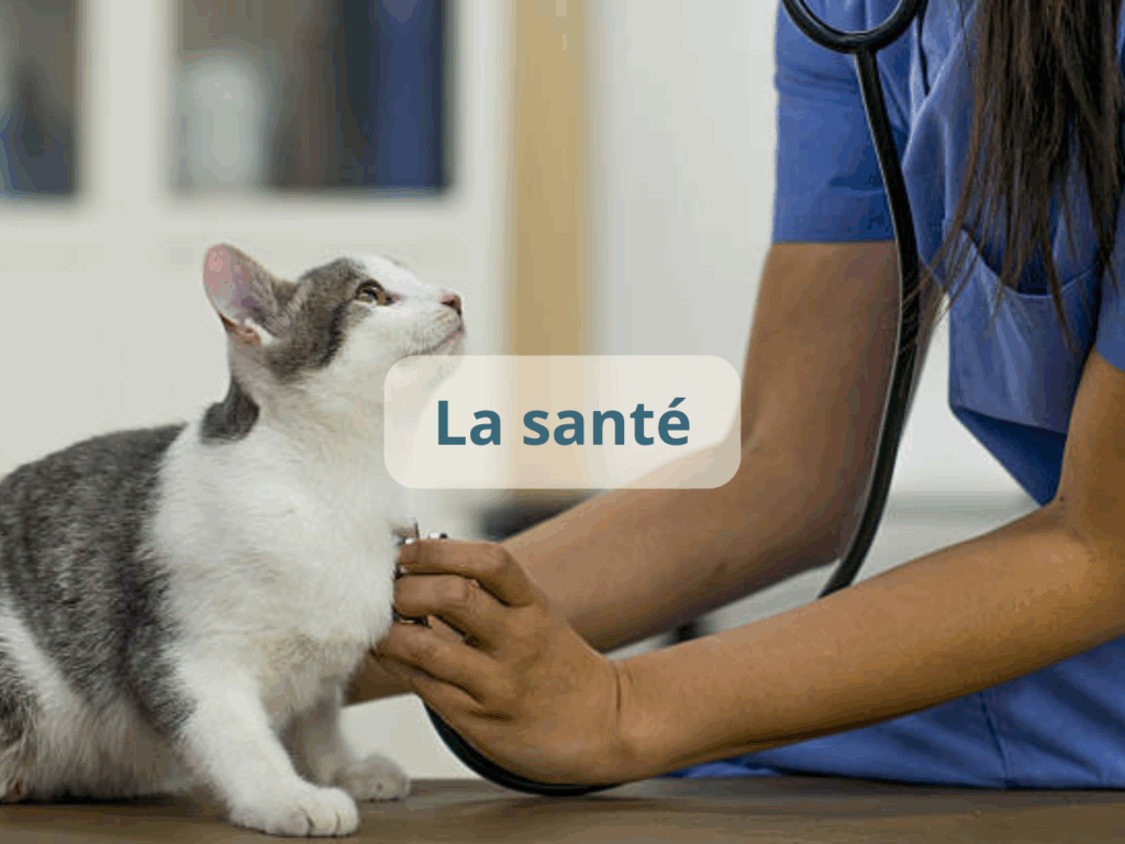 pension-chats-sante-pension-feline-du-seignanx