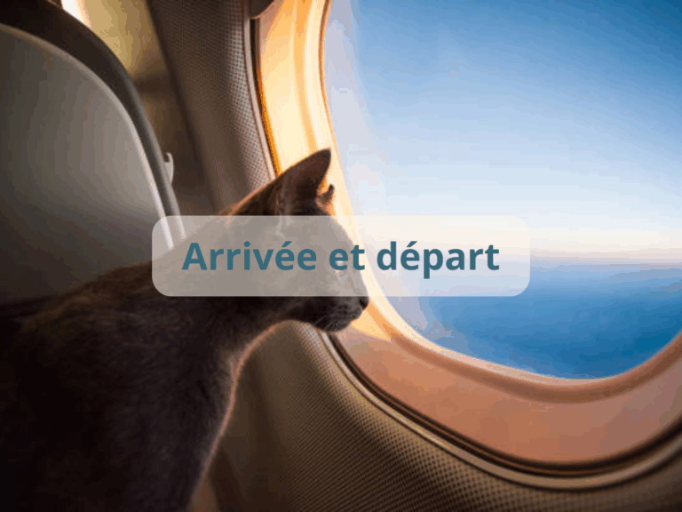 pension-chats-arrivée-departs-pension-feline -du-seignanx