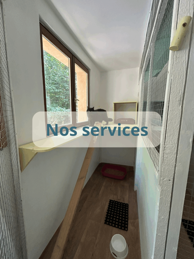 pension-chats-services-pension-feline-du-seignanx