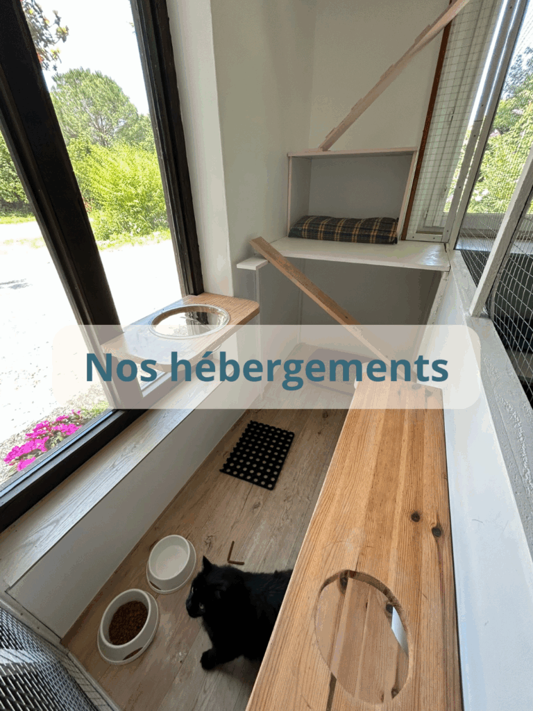pension-chats-pension -feline-du-seignanx-nos-hebergements hébergements