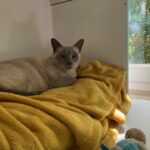 Simba se relaxe