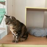 Titi observe son environnement