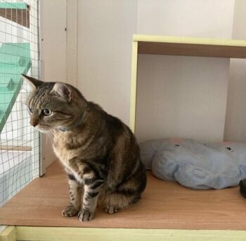 Titi observe son environnement
