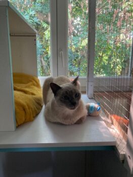 simbaserepose