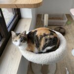 Millie - Pension Féline du Seignanx - Fev 26