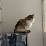 Txima - Pension Féline du Seignanx