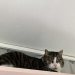 Babouche - Pension Féline du Seignanx - Fev 26