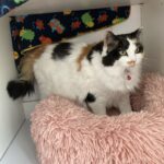 Salsa - Pension Féline du Seignanx - Fev 26