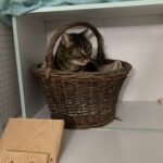 Charlie - Pension Féline du Seignanx - Fev 26