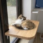 Chouchette - Pension Féline du Seignanx - Fev 26