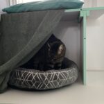 Minette - Pension Féline du Seignanx - Fev 26