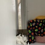 Salsa - Pension Féline du Seignanx