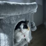 Salsa - Pension Féline du Seignanx - Fev 26